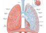 create a medical anatomy diagrams and scientific vector artwork